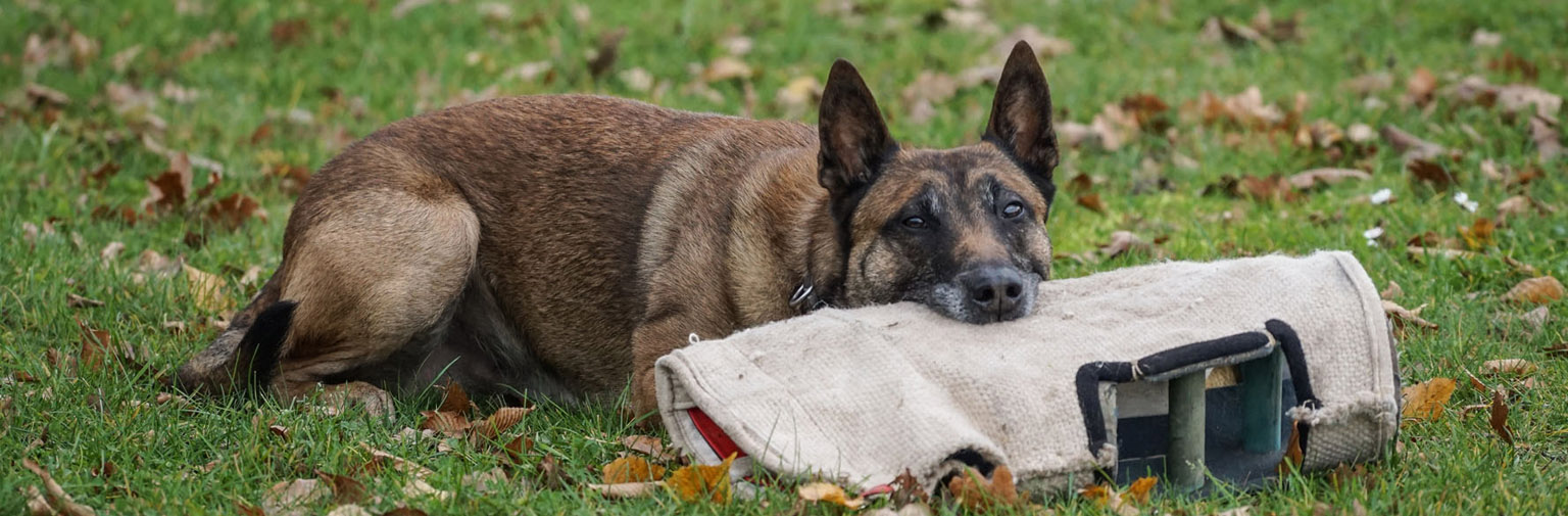 Hund beim Training